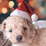 Christmas Santa Claus Dog/Cat Hat